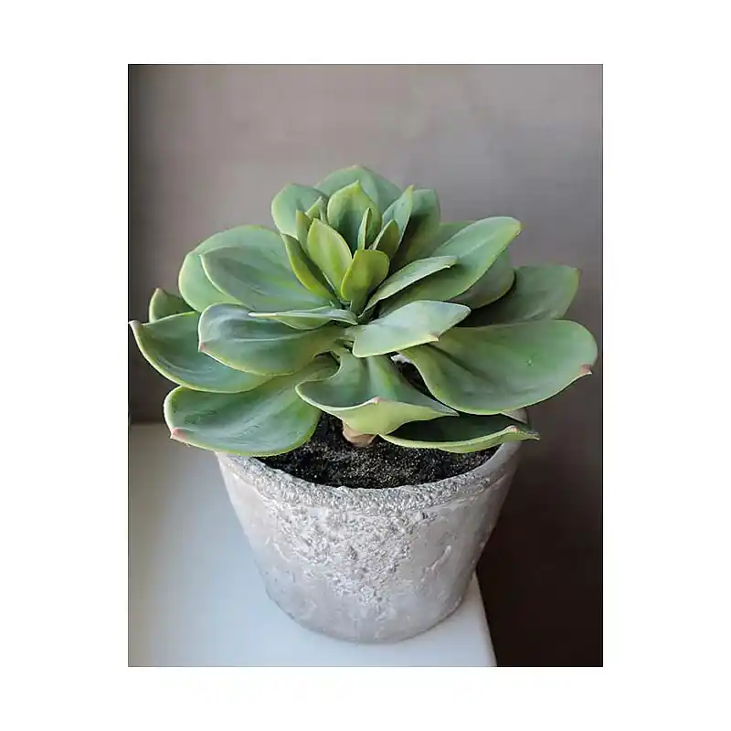 Finale Aktion Künstliche Sukkulente Echeveria Setosa im Dekotopf, 33 cm, grün