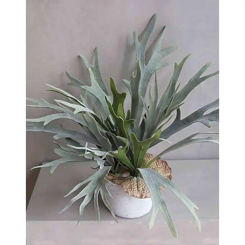Künstlicher Geweihfarn, getopft, 50 cm, grün Neu Im Sortiment