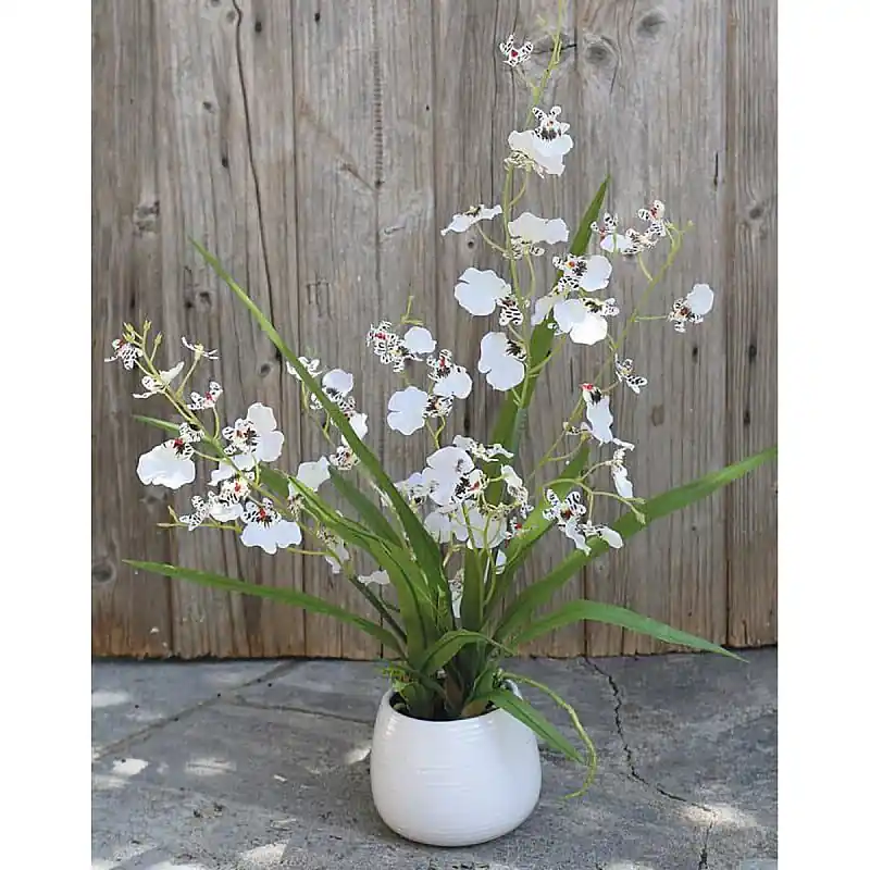Künstliche Orchidee Oncidium, getopft, 50 cm, creme-weiß Versand Am Gleichen Tag