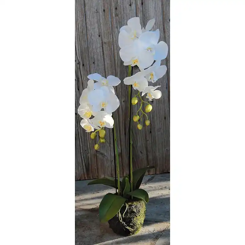 Letzte Chance Künstliche Orchidee Phalaenopsis in 'Erde', 2-fach, 75 cm, Real Touch, weiß