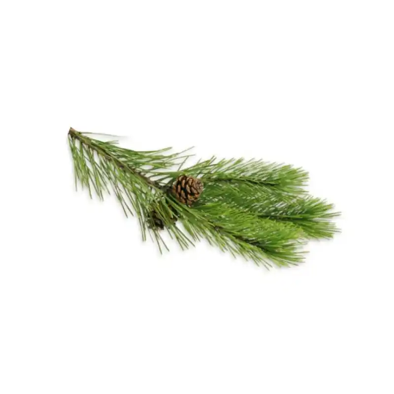 SENTIOTEC Dampfbad Aromaöle, Kiefernnadeln 5 l Neuheit